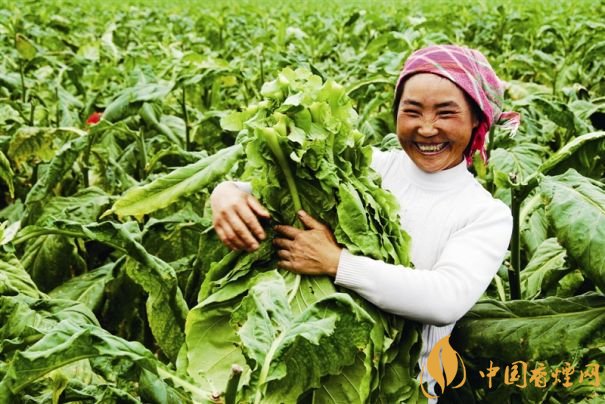 煙葉稅是什么，煙葉稅如何計算