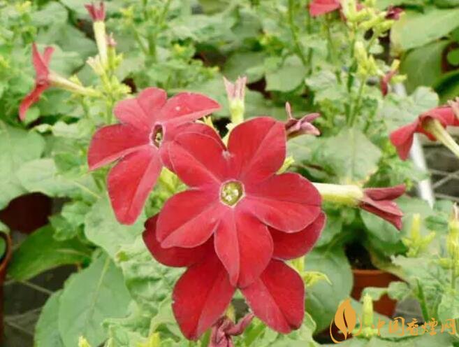 煙草花花語是什么，煙草花什么時(shí)候開花