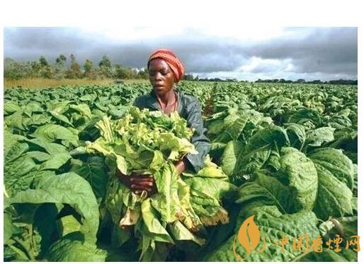 津巴布韋煙葉為什么好，黃金煙葉成為國(guó)寶