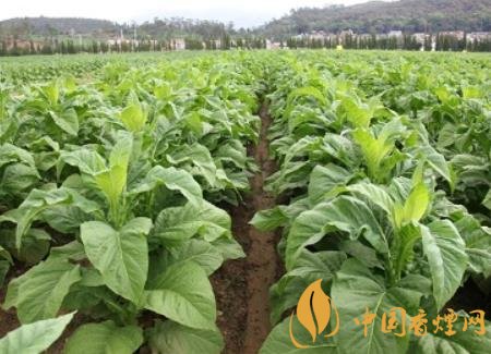 湖南瀏陽煙草局依托G80烤煙特色品種為煙農(nóng)創(chuàng)收9375萬元！