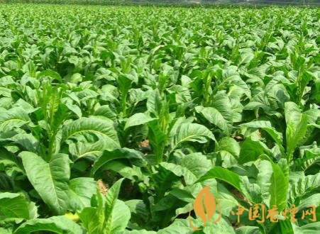 煙草可以一年兩作 煙草種植的關(guān)鍵因素介紹！