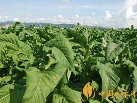 云南煙草經(jīng)濟(jì)數(shù)據(jù)公開(kāi) 今年煙草工商稅收預(yù)計(jì)達(dá)268億元！